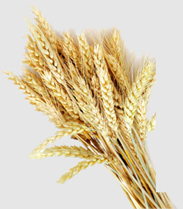 万利官网-相信品牌力量