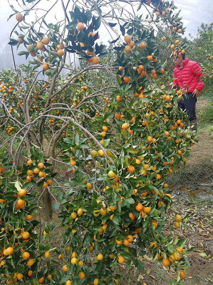 万利官网-相信品牌力量